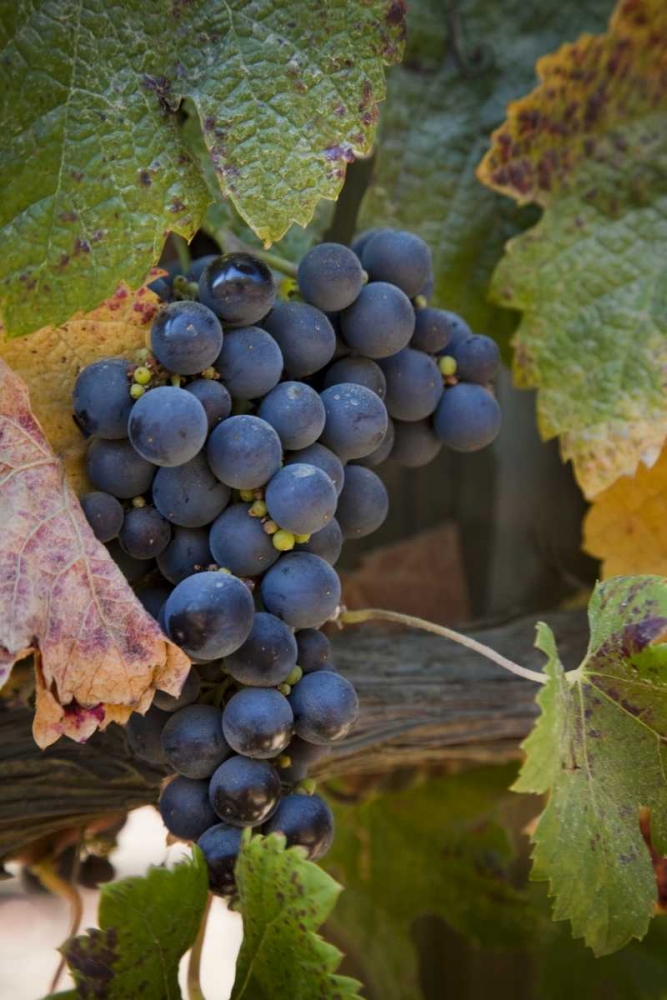 Chile, Purple grapes on the vine